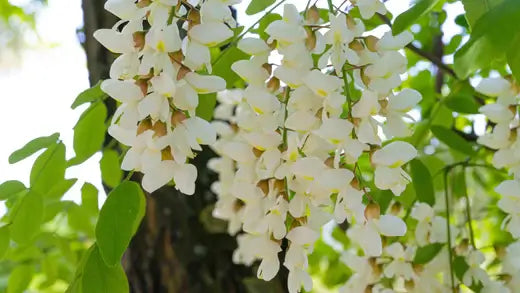 Black Locust Tree | TN Nursery | TN Nursery - TN Nursery