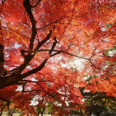 Blaze Red Maple Tree - TN Nursery