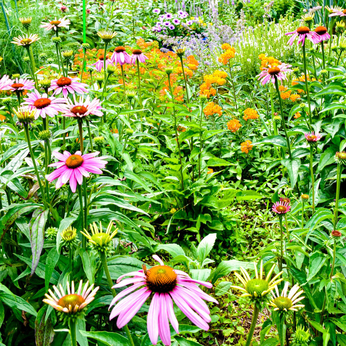 Vibrant pink coneflowers with orange centers in spring-blooming garden