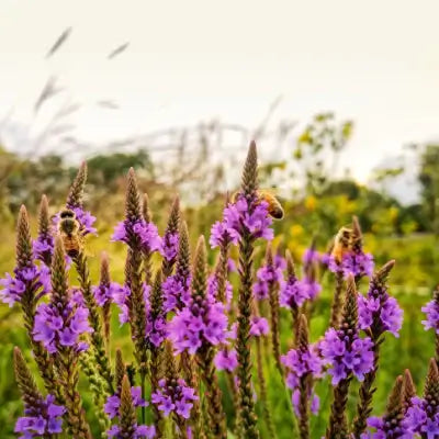 Blue Vervain Plant - TN Nursery