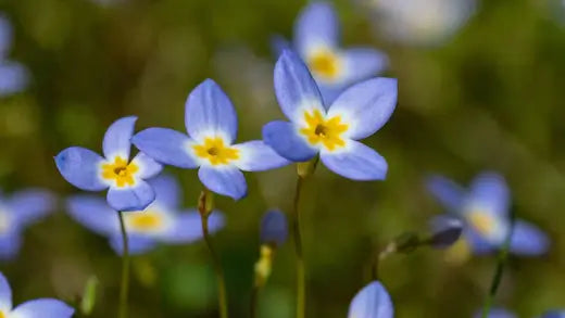 Bluet Plants: A Delicate Perennial - TN Nursery