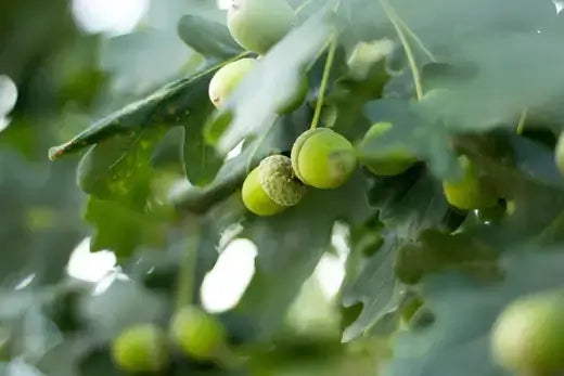 Green acorns hanging from white oak branches with serrated leaves