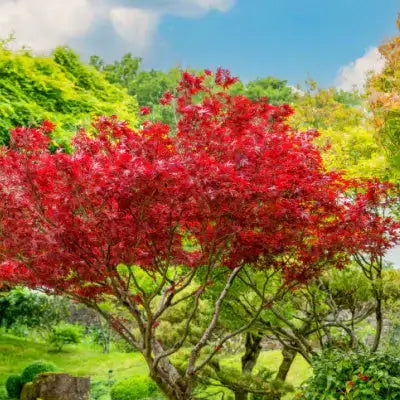 Vibrant red maple tree benefits home with lush foliage against blue sky