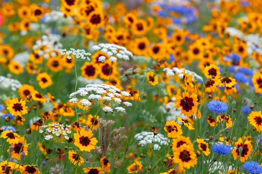 Vibrant field of yellow, white and blue wildflowers in full bloom