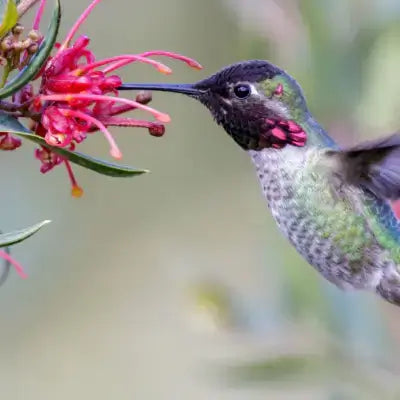 Vibrant green black hummingbird hovers by pink flower to attract hummers
