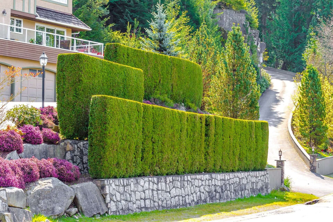 Lush tiered green hedge walls with stone base for winter privacy landscaping