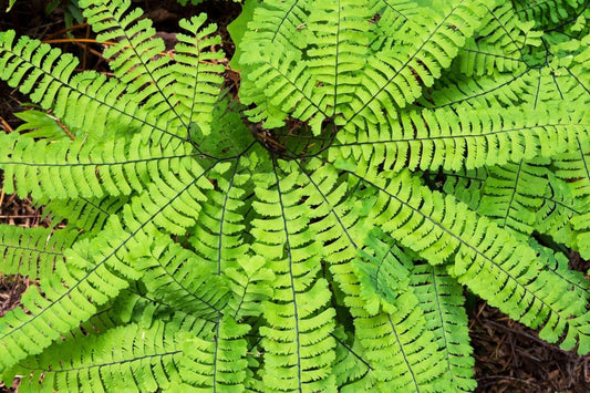 Vibrant maidenhair fern fronds with delicate feathery leaves.