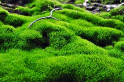 Vibrant green moss blankets eco-friendly home garden in velvety texture