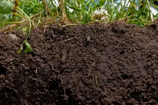 Rich dark brown garden soil with organic matter and roots