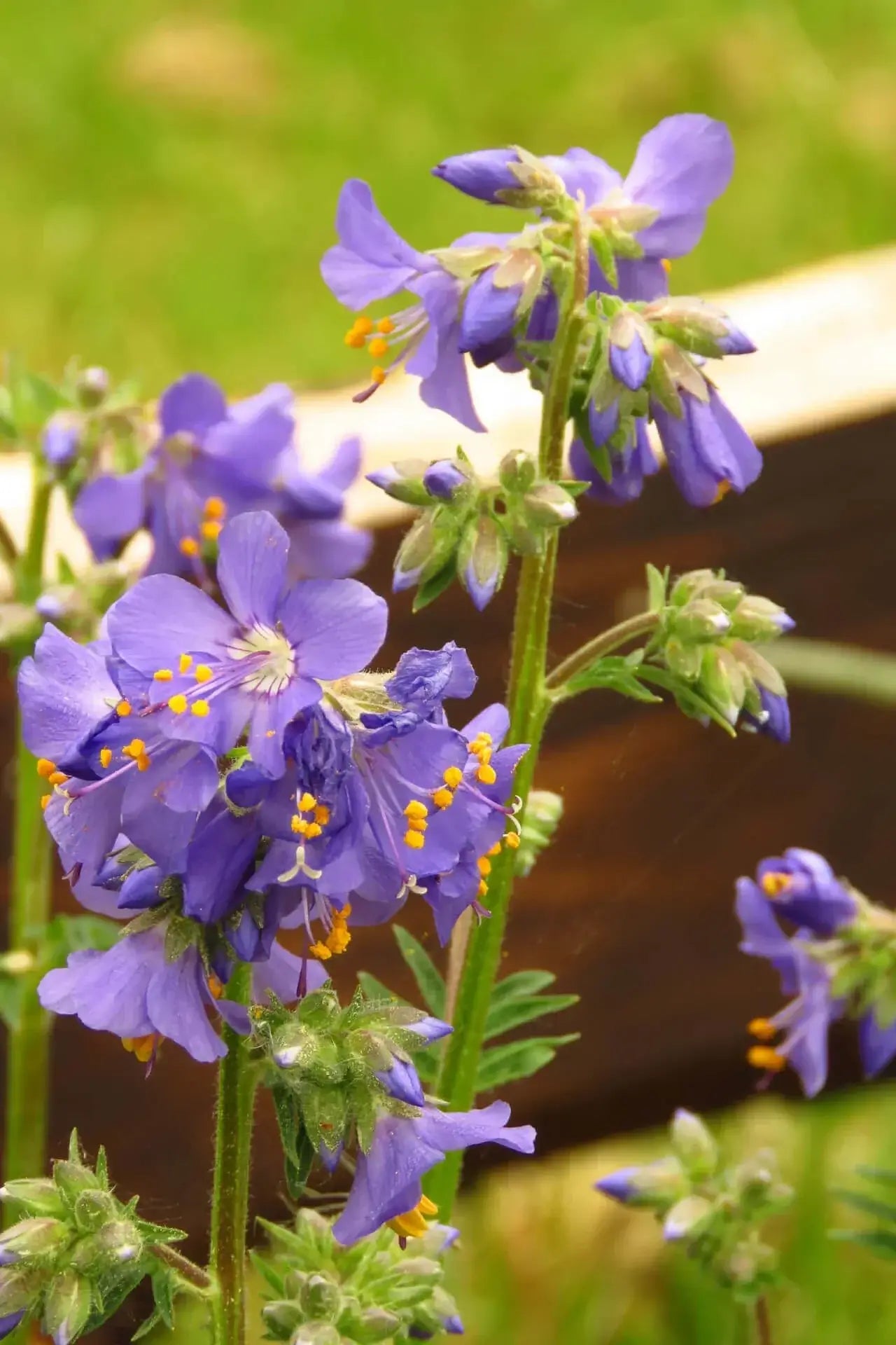 Vibrant purple flowers with yellow centers in Tennessee plant nursery