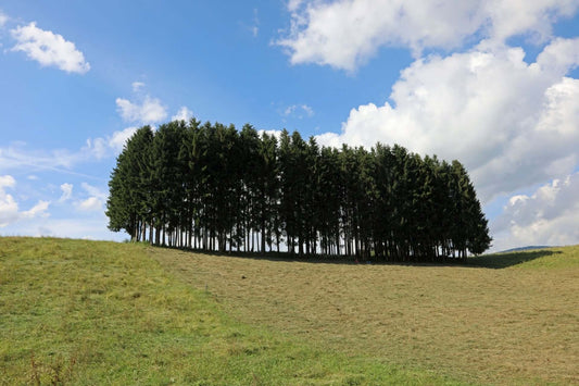 Small grove of tall dark green coniferous trees on grassy hill under blue sky