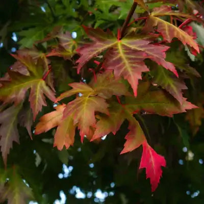Sugar maple leaves in vibrant red and green hues with serrated edges