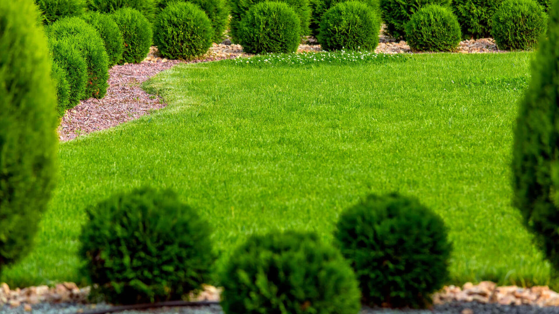 Lush green spherical topiary bushes transforming manicured lawn with evergreen shrubs