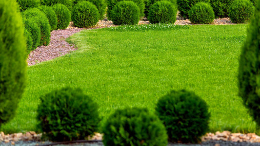 Lush green spherical topiary bushes transforming manicured lawn with evergreen shrubs