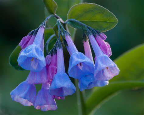 Hardy disease-resistant blue purple bell flowers with dewdrops on green leaves