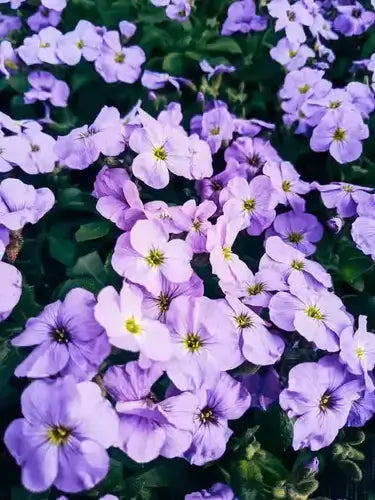 Dense lavender-purple herbaceous perennial flowers with yellow centers in lush green bed