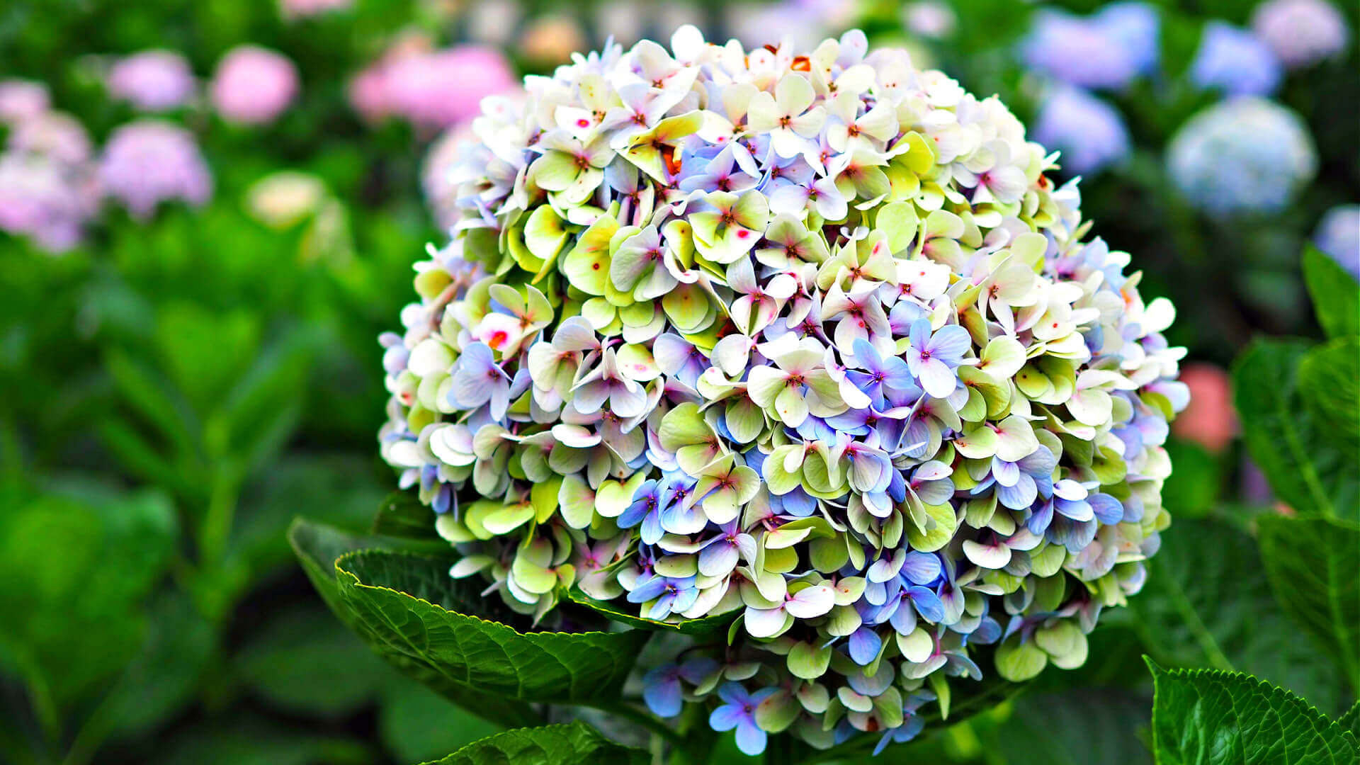 Lush spherical hydrangea bloom for tree planting, lavender to green petals
