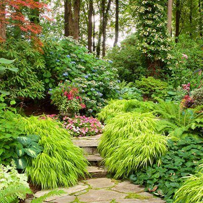 Lush emerald grasses cascade around stone pathway in forest garden