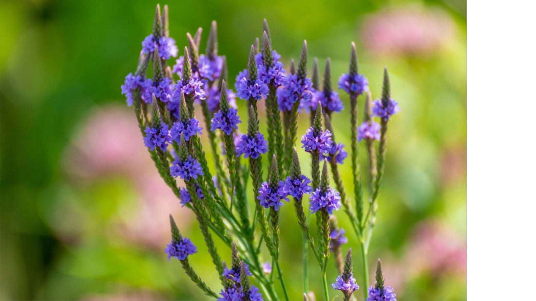 Vibrant purple blue vervain verbena flowers with green stems and dense blooms