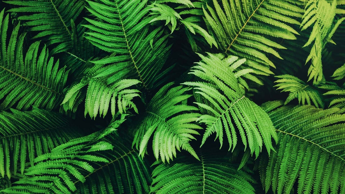 Lush green native fern fronds for crafts, intricate overlapping pattern