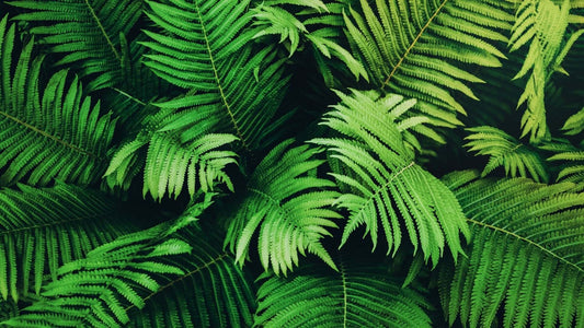 Lush green native fern fronds for crafts, intricate overlapping pattern