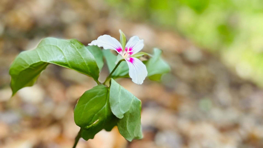 Painted trillium flower with pink center amid green leaves