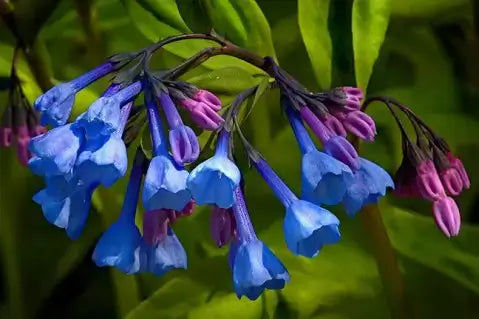 Vibrant blue purple bell-shaped easy-to-grow perennial flowers in lush greenery