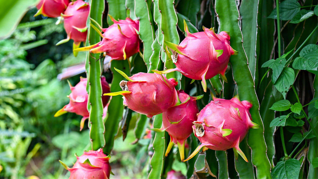 Vibrant pink dragon fruit with yellow spines on green cactus vine