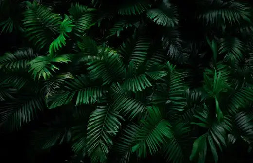 Dense dark green native fern fronds with intricate patterns