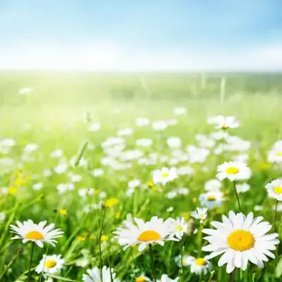Vibrant white daisies with yellow centers in lush grass, budget garden idea