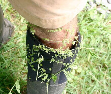 Black rubber boot cuff wrapped in green plant vines from TN Nursery