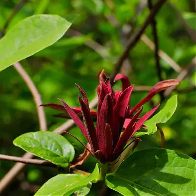 Calycanthus Sweet Shrub - Information - TN Nursery