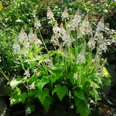 Caring for Your Foamflowers | TN Nursery - TN Nursery