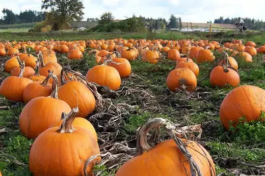 Vibrant orange pumpkins with textured skins in pumpkin patch