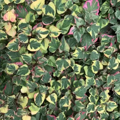 Variegated ivy heart-shaped leaves in green yellow pink warm season groundcover