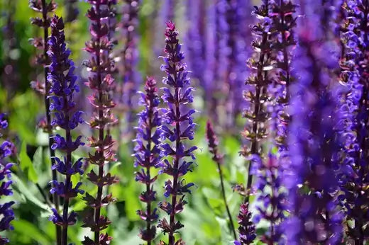 Purple salvia perennial flowers with clustered blooms on tall stems