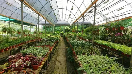 Vibrant green plants in terracotta pots fill TN Nursery greenhouse
