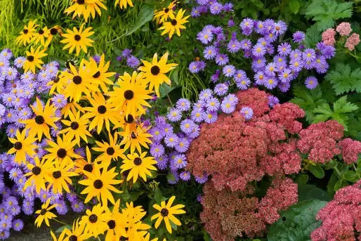 Vibrant garden bed of yellow black-eyed susans, purple asters, pinkish-red sedum for dividing perennials