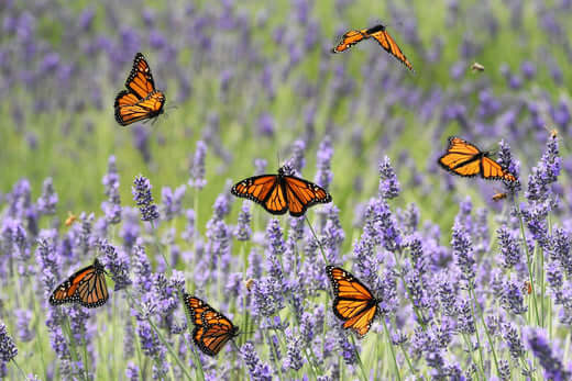 Monarch butterflies flutter among lavender in butterfly garden