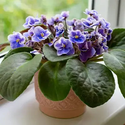 Vibrant purple African violet in terracotta pot for easy care