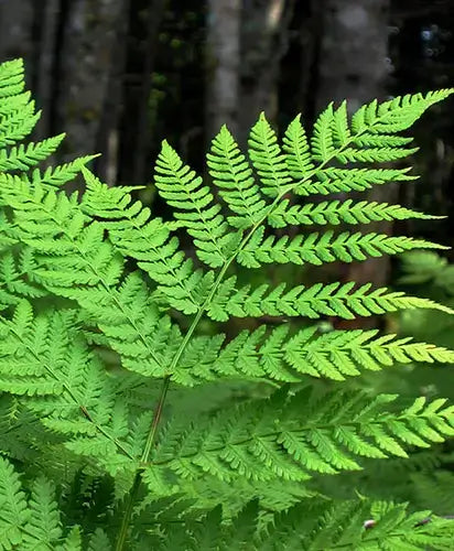 Vibrant green wild fern fronds, feathery leaves in woodland texture