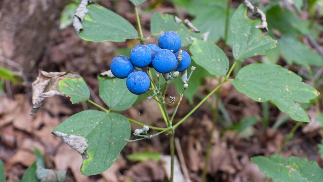 Vibrant blue cohosh berries clustered among green leaves on plant