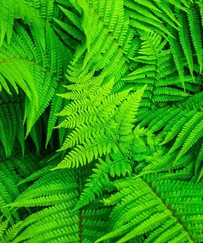 Vibrant native fern fronds with feathery textures and intricate patterns
