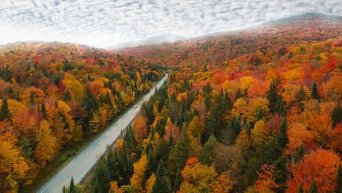 Winding road through vibrant fall foliage in autumn forest