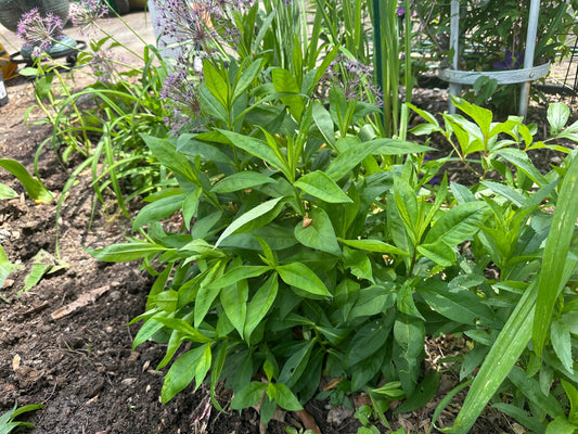 Lush green leafy plant with purple flowers for shade gardening
