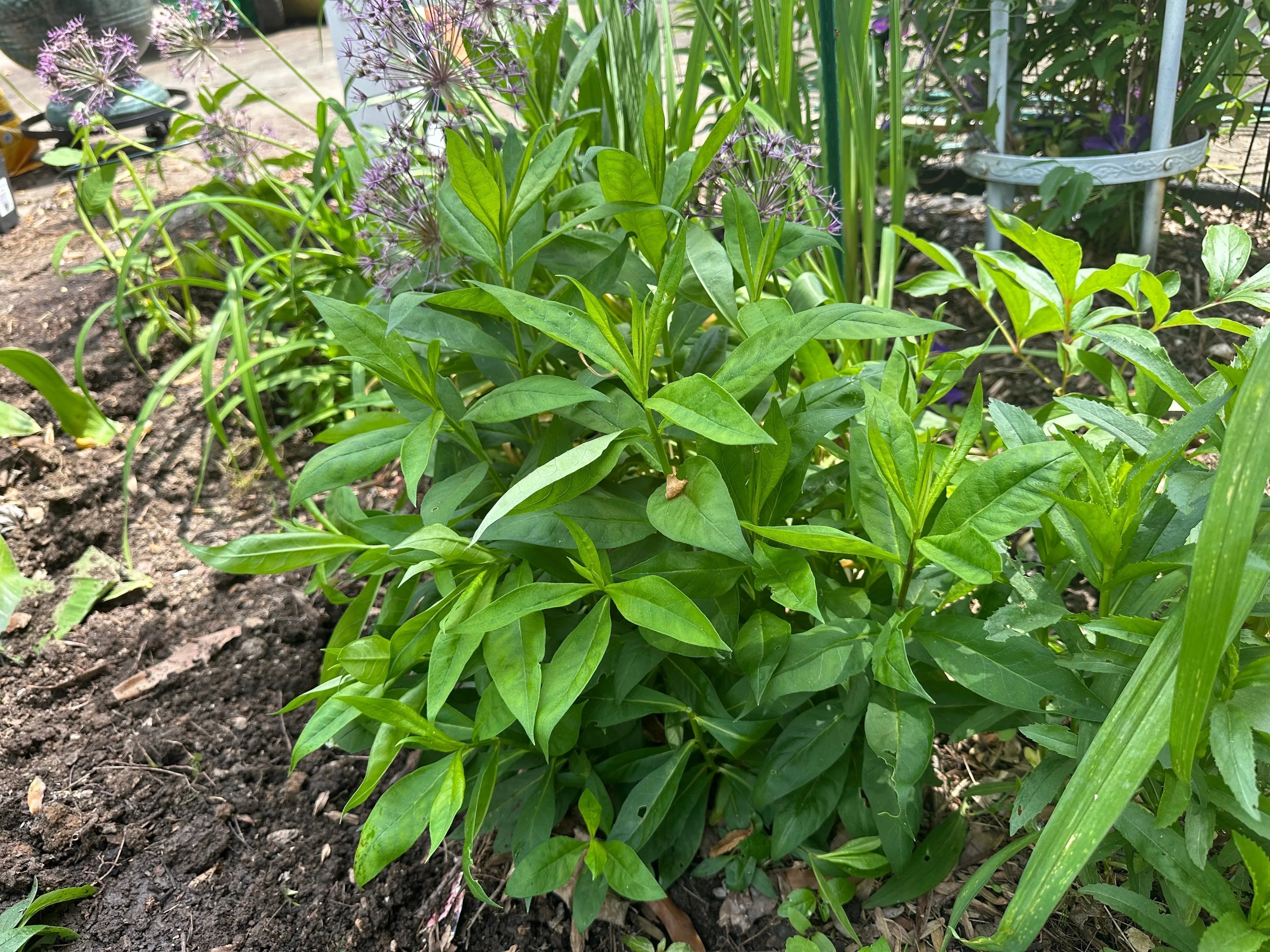 Shade Gardening - Create a Lush Garden with Little Sun