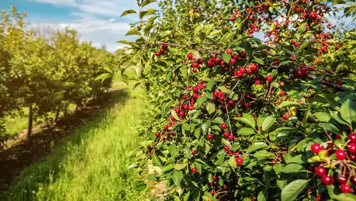 Cherry Trees - Growing in Your Own Garden - TN Nursery