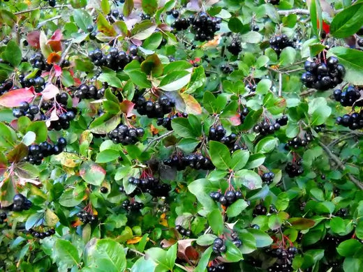 Chokeberry Shrubs - TN Nursery