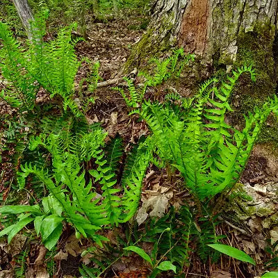 Christmas Fern Benefits - TN Nursery