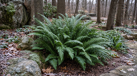 Christmas fern with green fronds in a shaded woodland garden beneath tall trees